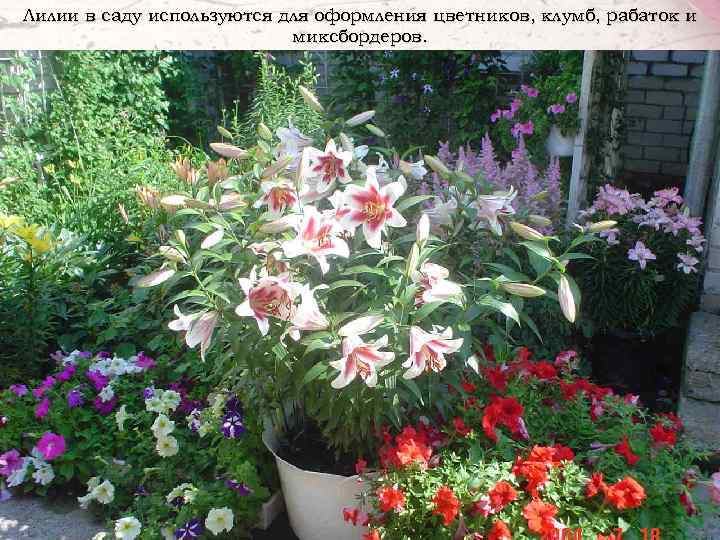 Лилии в саду используются для оформления цветников, клумб, рабаток и миксбордеров. 
