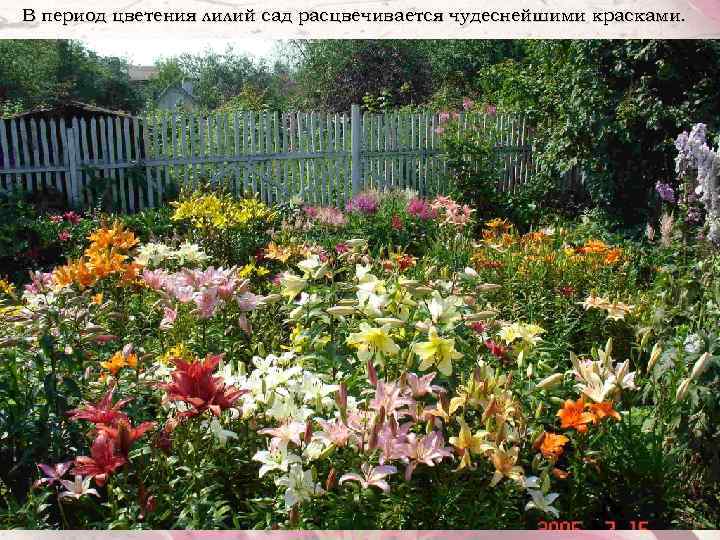 В период цветения лилий сад расцвечивается чудеснейшими красками. 