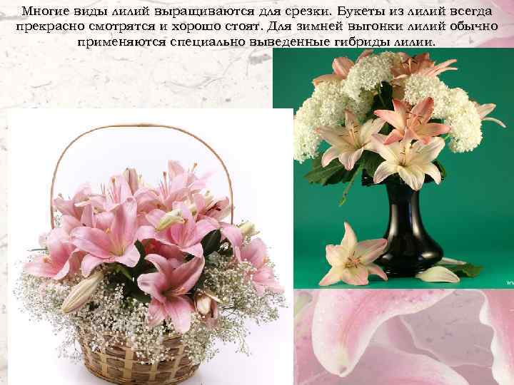 Многие виды лилий выращиваются для срезки. Букеты из лилий всегда прекрасно смотрятся и хорошо