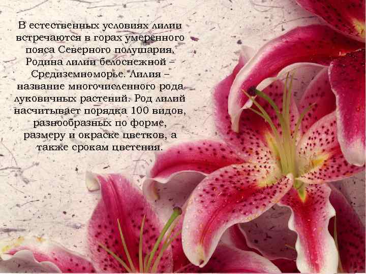 В естественных условиях лилии встречаются в горах умеренного пояса Северного полушария. Родина лилии белоснежной