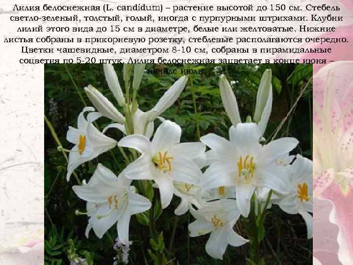 Лилия белоснежная (L. candidum) – растение высотой до 150 см. Стебель светло-зеленый, толстый, голый,
