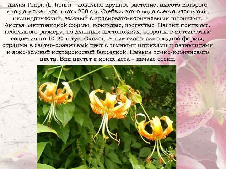 Лилия Генри (L. henri) – довольно крупное растение, высота которого иногда может достигать 250