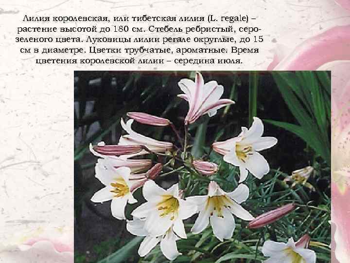 Лилия королевская, или тибетская лилия (L. regale) – растение высотой до 180 см. Стебель