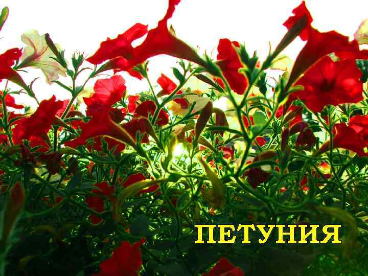 ПЕТУНИЯ 