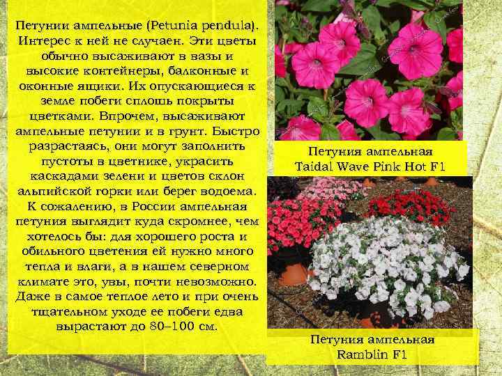 Петунии ампельные (Petunia pendula). Интерес к ней не случаен. Эти цветы обычно высаживают в