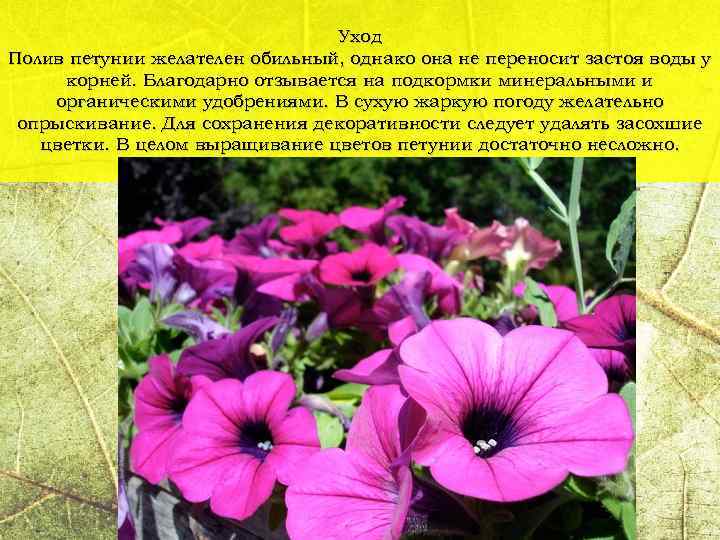 Уход Полив петунии желателен обильный, однако она не переносит застоя воды у корней. Благодарно