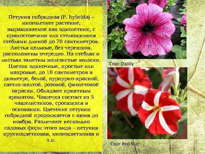 Петуния гибридная (P. hybrida) – многолетнее растение, выращиваемое как однолетник, с прямостоячими или стелющимися