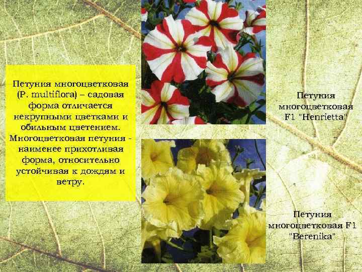 Петуния многоцветковая (P. multiflora) – садовая форма отличается некрупными цветками и обильным цветением. Многоцветковая