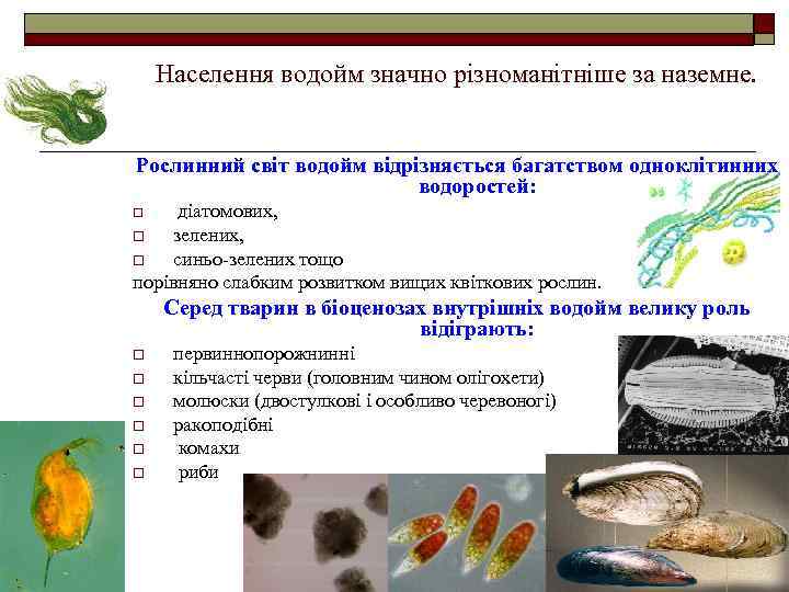 Населення водойм значно різноманітніше за наземне. Рослинний світ водойм відрізняється багатством одноклітинних водоростей: діатомових,