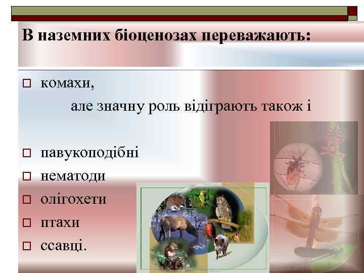 В наземних біоценозах переважають: o комахи, але значну роль відіграють також і o павукоподібні