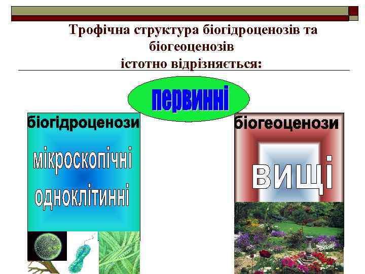 Трофічна структура біогідроценозів та біогеоценозів істотно відрізняється: 