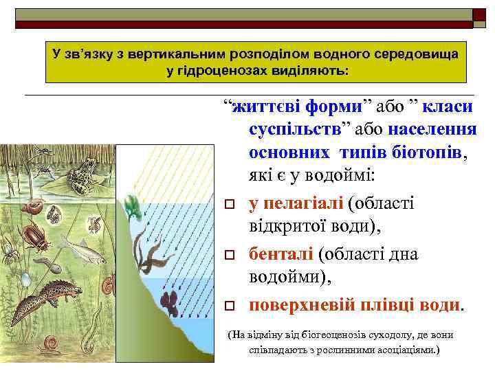 У зв’язку з вертикальним розподілом водного середовища у гідроценозах виділяють: “життєві форми” або ”