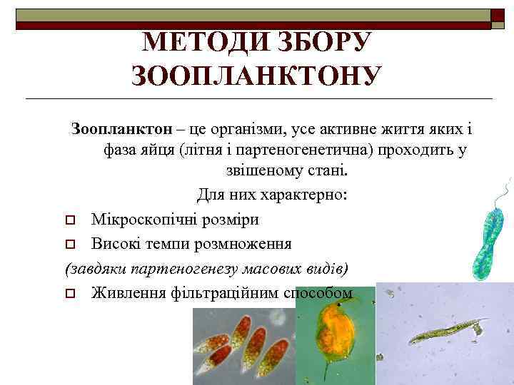 МЕТОДИ ЗБОРУ ЗООПЛАНКТОНУ Зоопланктон – це організми, усе активне життя яких і фаза яйця