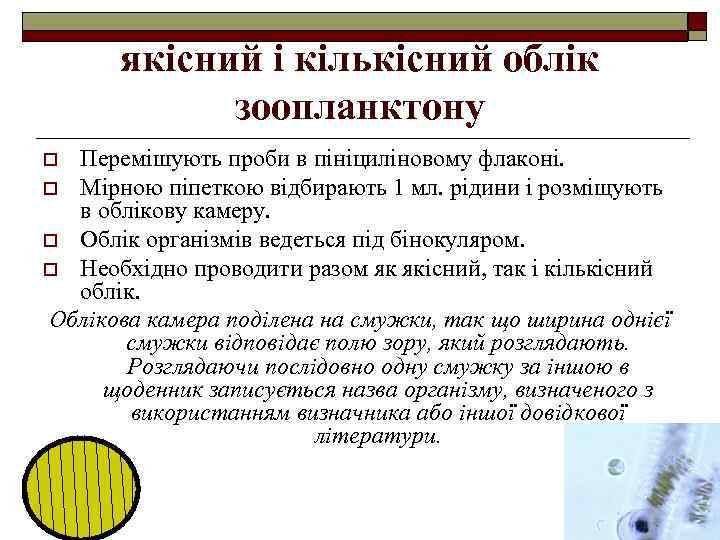 якісний і кількісний облік зоопланктону Перемішують проби в пініциліновому флаконі. o Мірною піпеткою відбирають