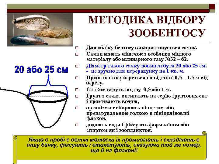 МЕТОДИКА ВІДБОРУ ЗООБЕНТОСУ o o o o Для обліку бентосу використовується сачок. Сачки мають