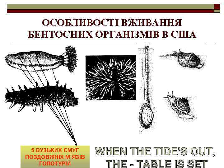 ОСОБЛИВОСТІ ВЖИВАННЯ БЕНТОСНИХ ОРГАНІЗМІВ В США 5 ВУЗЬКИХ СМУГ ПОЗДОВЖНІХ М’ЯЗІВ ГОЛОТУРІЙ 