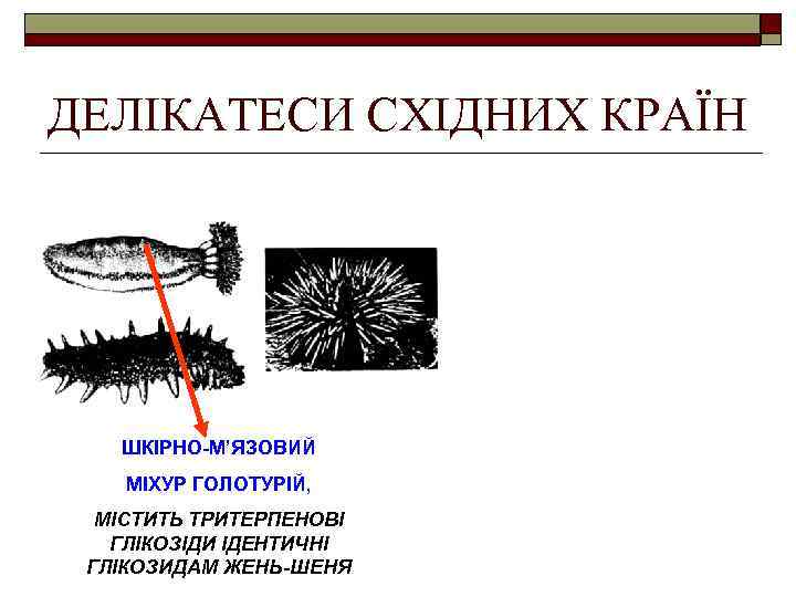 ДЕЛІКАТЕСИ СХІДНИХ КРАЇН ШКІРНО-М’ЯЗОВИЙ МІХУР ГОЛОТУРІЙ, МІСТИТЬ ТРИТЕРПЕНОВІ ГЛІКОЗІДИ ІДЕНТИЧНІ ГЛІКОЗИДАМ ЖЕНЬ-ШЕНЯ 
