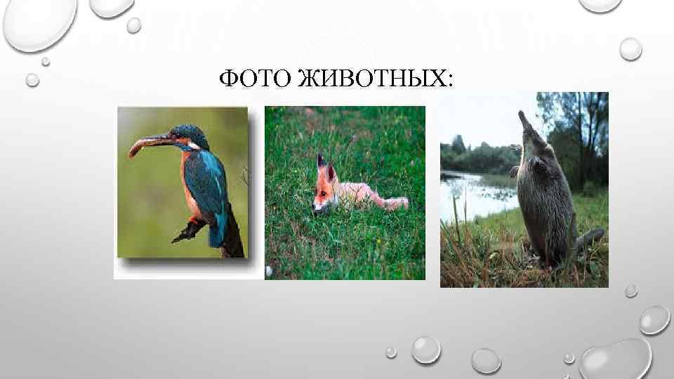 ФОТО ЖИВОТНЫХ: 