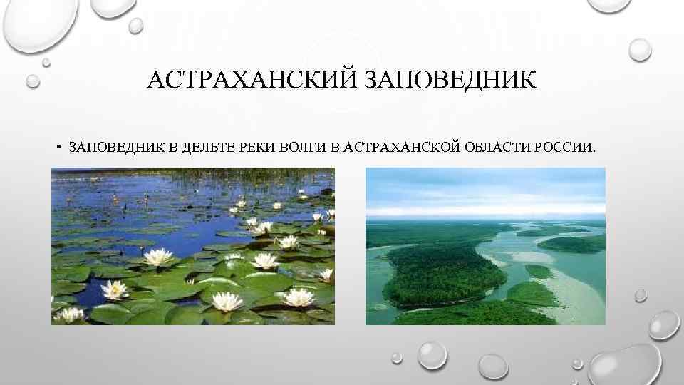 АСТРАХАНСКИЙ ЗАПОВЕДНИК • ЗАПОВЕДНИК В ДЕЛЬТЕ РЕКИ ВОЛГИ В АСТРАХАНСКОЙ ОБЛАСТИ РОССИИ. 
