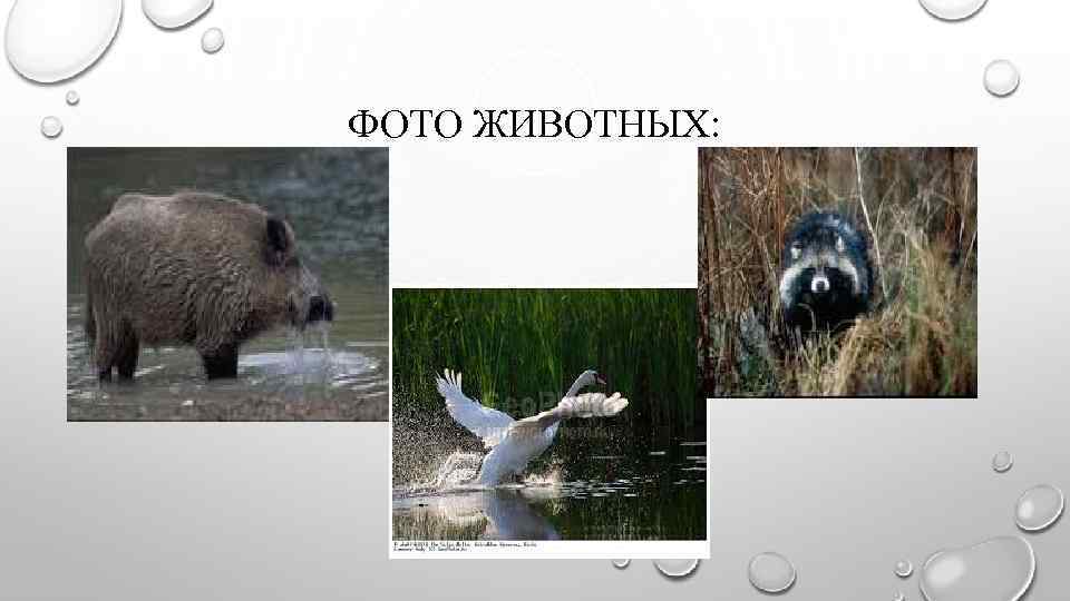 ФОТО ЖИВОТНЫХ: 