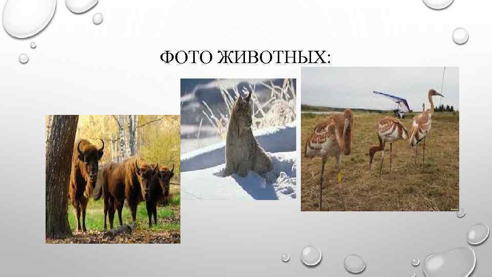 ФОТО ЖИВОТНЫХ: 