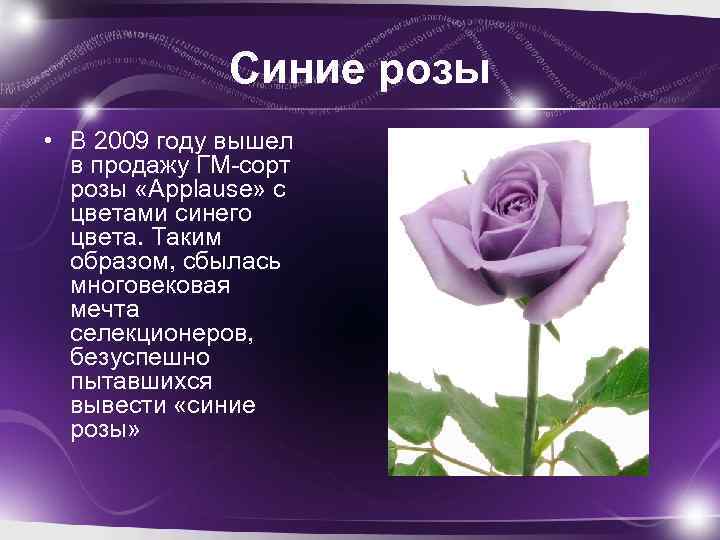 Синие розы • В 2009 году вышел в продажу ГМ-сорт розы «Applause» с цветами