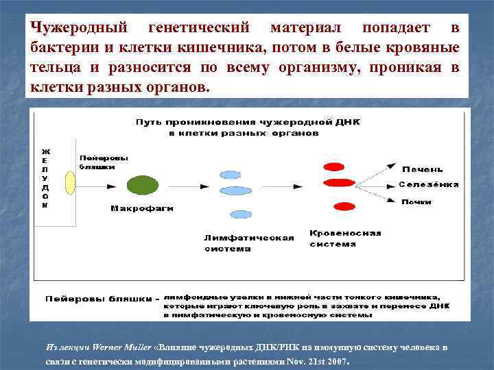 Процессы передачи генетической информации. Генетический материал клетки. Генетический материал бактериальной клетки. Защищают организм от чужеродных бактерий. Функции генетического материала.