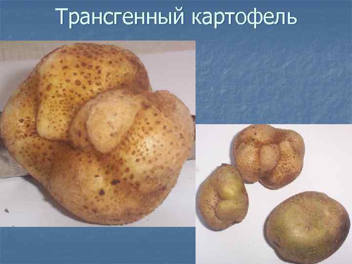 Трансгенный картофель 