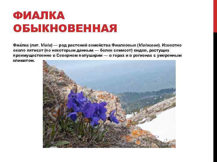 ФИАЛКА ОБЫКНОВЕННАЯ Фиа лка (лат. Víola) — род растений семейства Фиалковые (Violaceae). Известно около