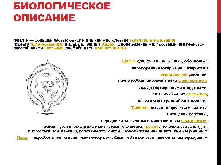 БИОЛОГИЧЕСКОЕ ОПИСАНИЕ Фиалки — большей частью однолетние или многолетние травянистые растения, изредка полукустарники (виды,