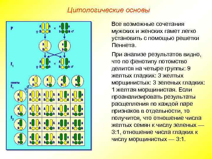 Цитологические основы Все возможные сочетания мужских и женских гамет легко установить с помощью решетки