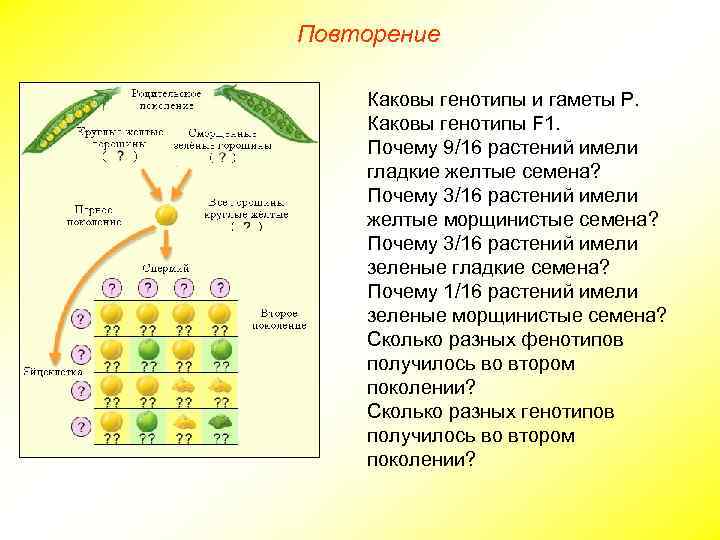 Определите в каком порядке будут показаны файлы если выбрана сортировка по типу по возрастанию