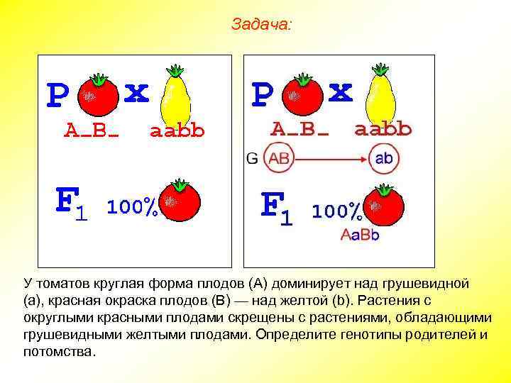 Шаровидная форма плодов томата доминирует. Анализирующее скрещивание задачи. Дигибридное скрещивание третий закон Менделя задачи с мухой. Дигибридное скрещивание задачи с персонажами мультфильма. Задача про томаты.