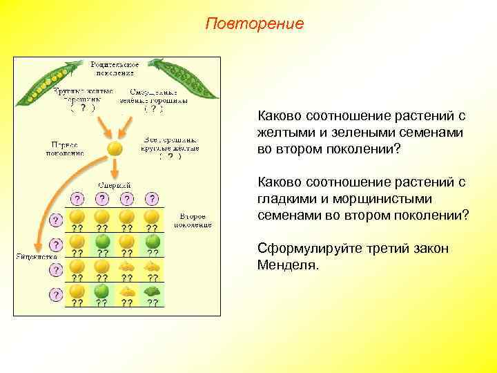 Рассмотрите рисунок определите доминантные признаки у кроликов темная или белая окраска гладкая или