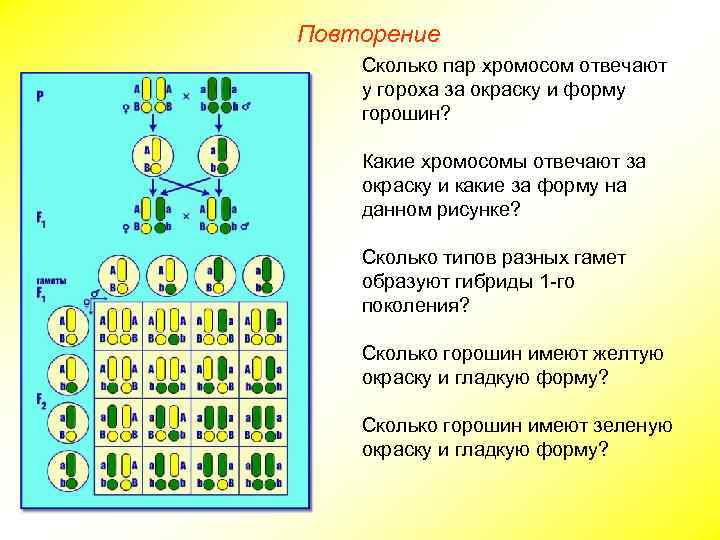 Повторение Сколько пар хромосом отвечают у гороха за окраску и форму горошин? Какие хромосомы