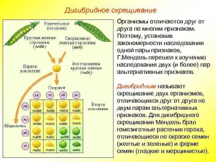 Почему в реальной жизни очень часто встречаются отклонения от законов г менделя