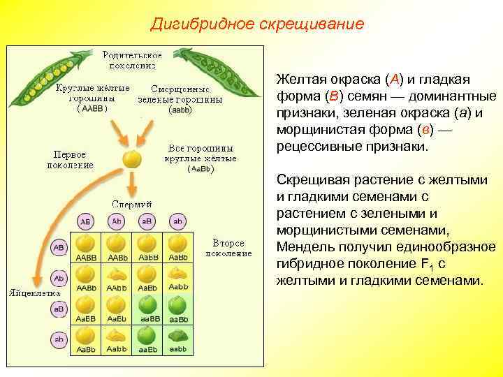 Дигибридное скрещивание Желтая окраска (А) и гладкая форма (В) семян — доминантные признаки, зеленая