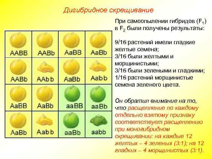 Дигибридное скрещивание При самоопылении гибридов (F 1) в F 2 были получены результаты: 9/16