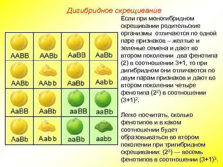 Дигибридное скрещивание Если при моногибридном скрещивании родительские организмы отличаются по одной паре признаков –