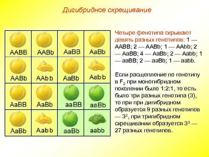 Анализирующее дигибридное скрещивание схема