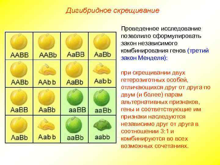 Анализирующее дигибридное скрещивание схема