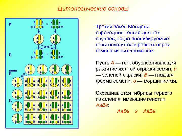 Дигибридное скрещивание третий закон менделя презентация