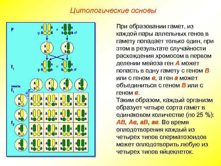 Цитологические основы При образовании гамет, из каждой пары аллельных генов в гамету попадает только