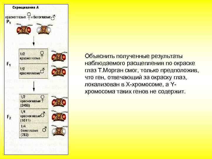 Объяснить полученные результаты наблюдаемого расщепления по окраске глаз Т. Морган смог, только предположив, что
