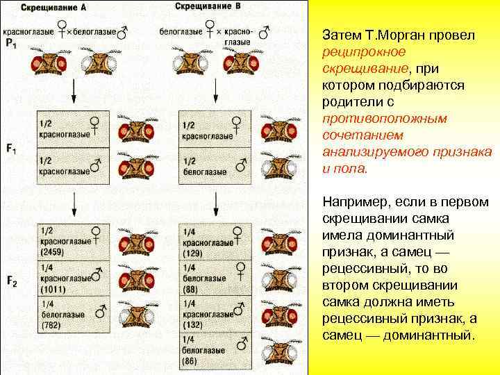 Затем Т. Морган провел реципрокное скрещивание, при котором подбираются родители с противоположным сочетанием анализируемого