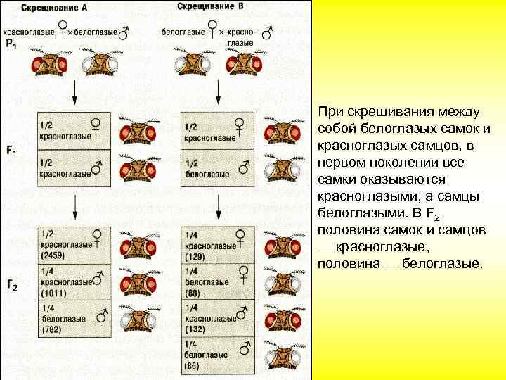 При скрещивания между собой белоглазых самок и красноглазых самцов, в первом поколении все самки