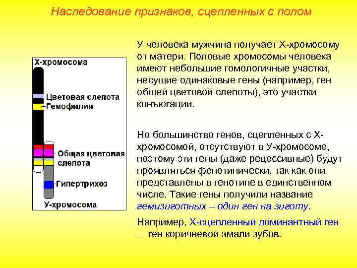 Наследование признаков, сцепленных с полом У человека мужчина получает Х-хромосому от матери. Половые хромосомы
