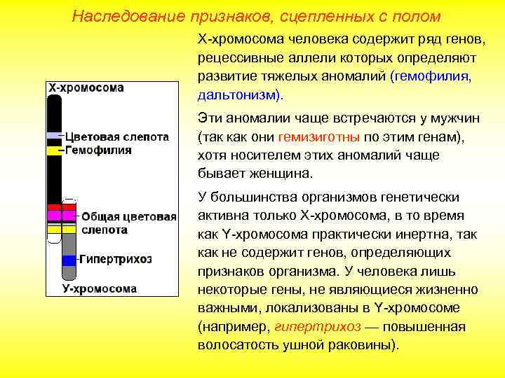 Наследование признаков, сцепленных с полом Х-хромосома человека содержит ряд генов, рецессивные аллели которых определяют