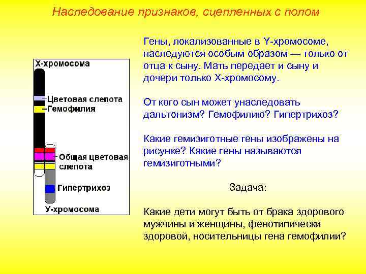 Наследование признаков, сцепленных с полом Гены, локализованные в Y-хромосоме, наследуются особым образом — только