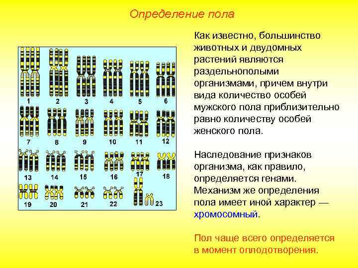 Определение пола Как известно, большинство животных и двудомных растений являются раздельнополыми организмами, причем внутри
